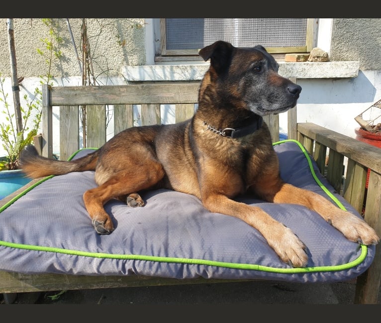 Alfie, a Belgian Malinois and Rottweiler mix tested with EmbarkVet.com