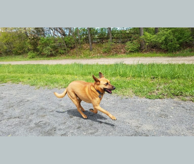Riley, a Chihuahua and German Shepherd Dog mix tested with EmbarkVet.com
