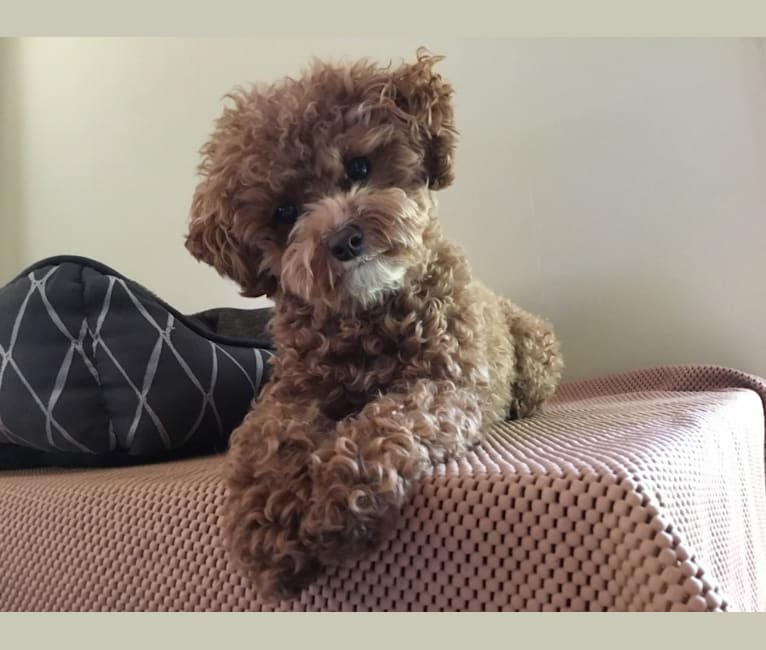 Lucy, a Poodle (Small) tested with EmbarkVet.com