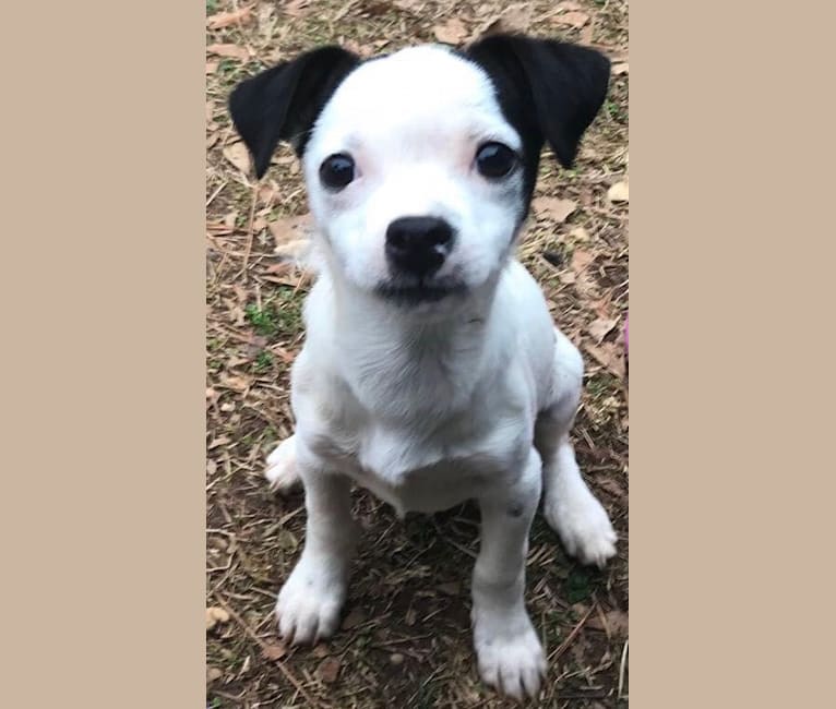 Nemo, a Mountain Cur and Chihuahua mix tested with EmbarkVet.com
