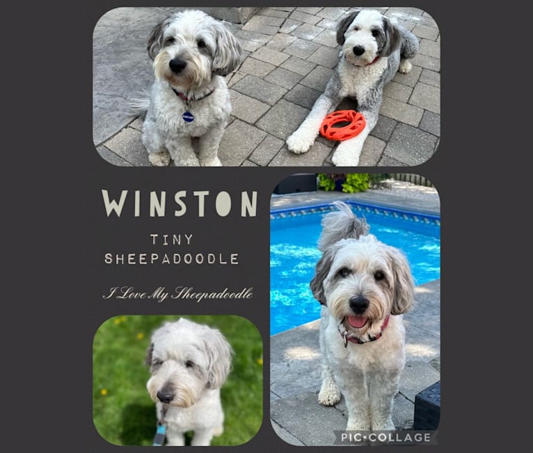 Winston, a Sheepadoodle tested with EmbarkVet.com