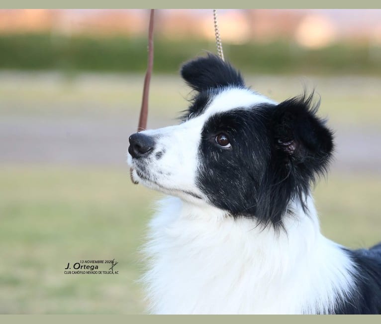 JBK Diamonds R Forever, a Border Collie tested with EmbarkVet.com