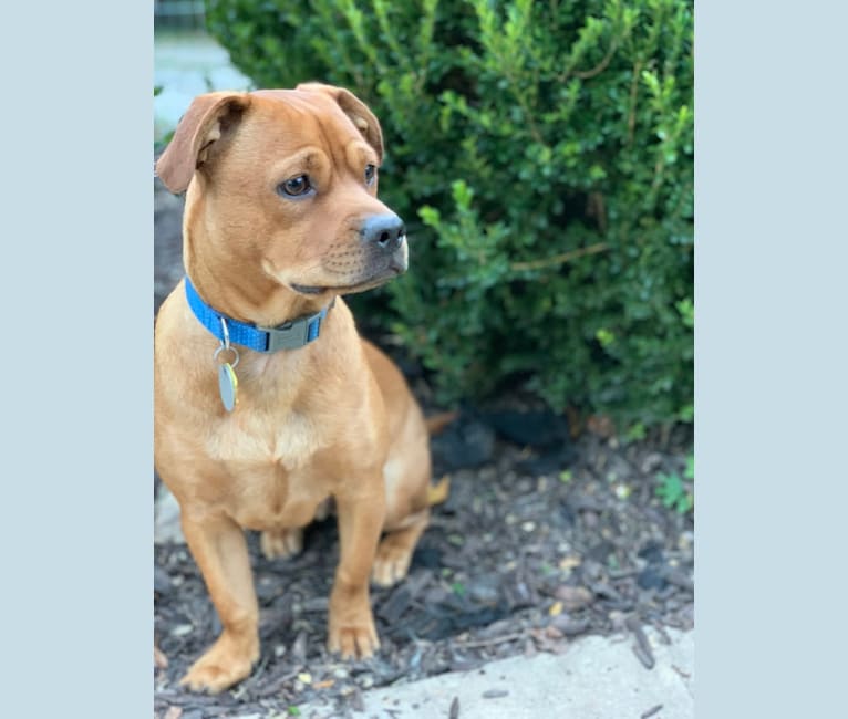 Charlie, a Shih Tzu and American Pit Bull Terrier mix tested with EmbarkVet.com