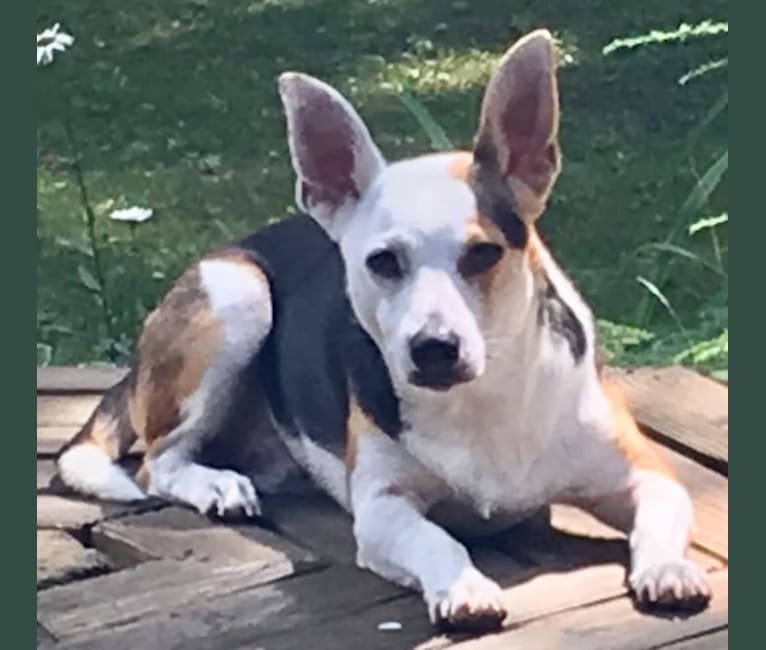 miniature pinscher feist mix