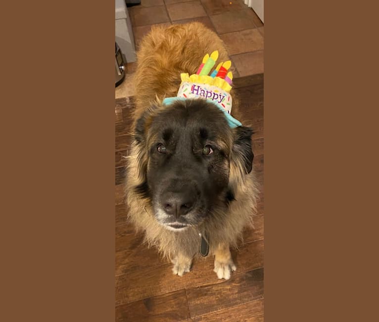 Von alpensee leonberger sales