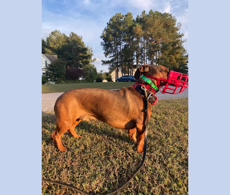 Dean, a Dachshund and German Shepherd Dog mix tested with EmbarkVet.com