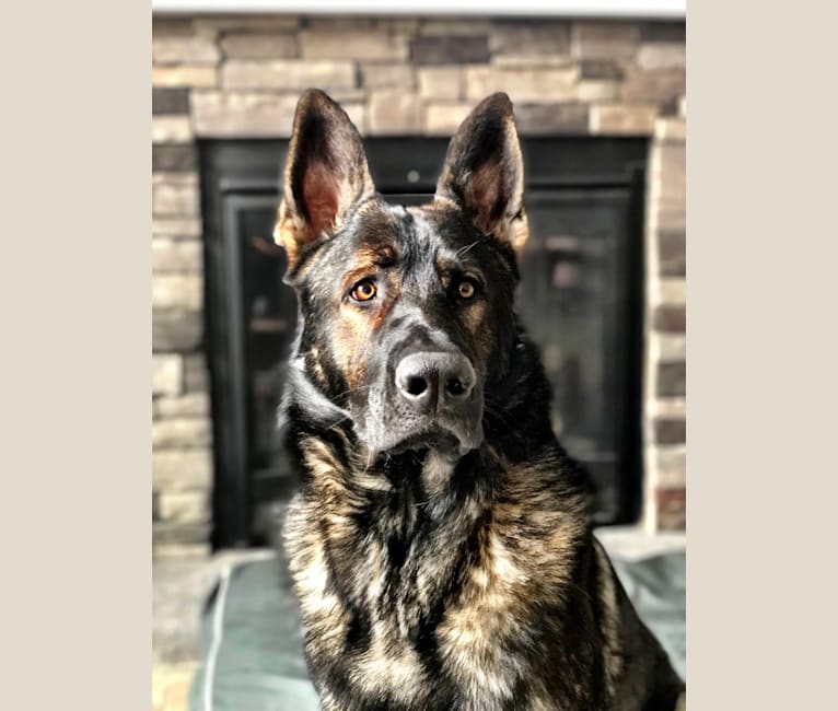 Embark Dog DNA Test Breed