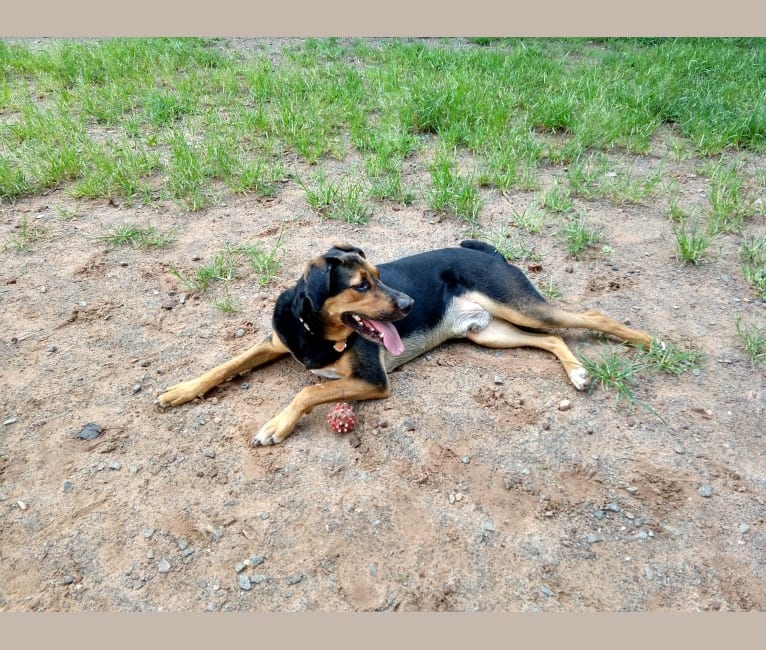 Amos, a Treeing Walker Coonhound and Golden Retriever mix tested with EmbarkVet.com