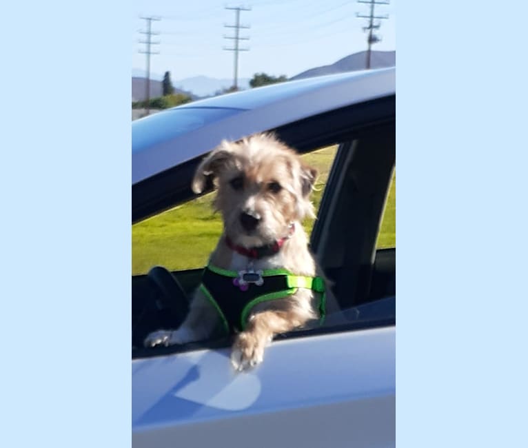 Photo of Sophia, an American Pit Bull Terrier, Chihuahua, Poodle (Small), American Staffordshire Terrier, and Mixed mix in Menifee, California, USA