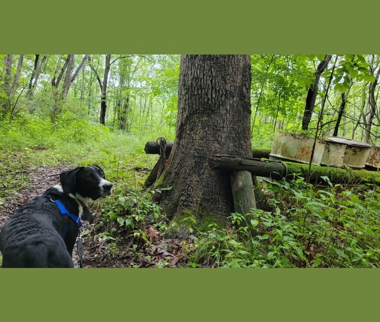 Photo of Reilly, a German Shorthaired Pointer, Llewellin Setter, and Pointer mix in Kentucky, USA
