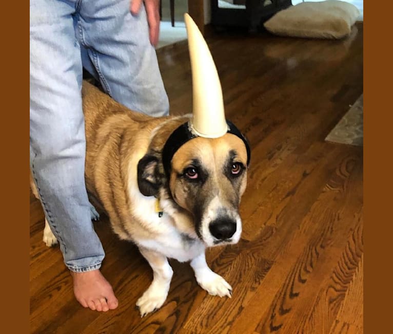 Embark Dog DNA Test Breed