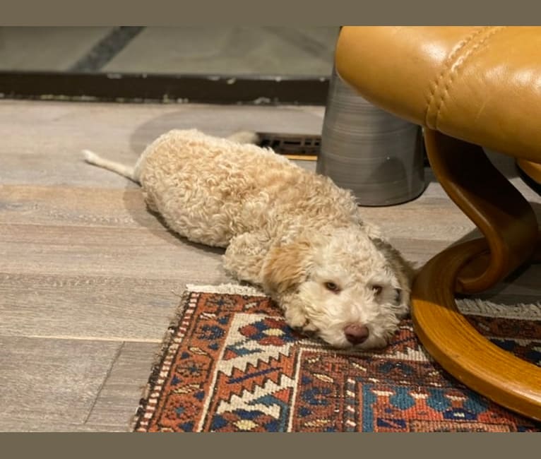 Photo of Alice, a Lagotto Romagnolo  in Holtwood, PA, USA