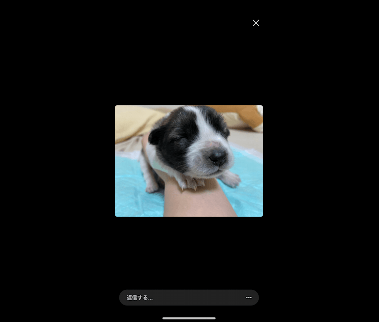 Marimo, a Shiba Inu and Shetland Sheepdog mix tested with EmbarkVet.com
