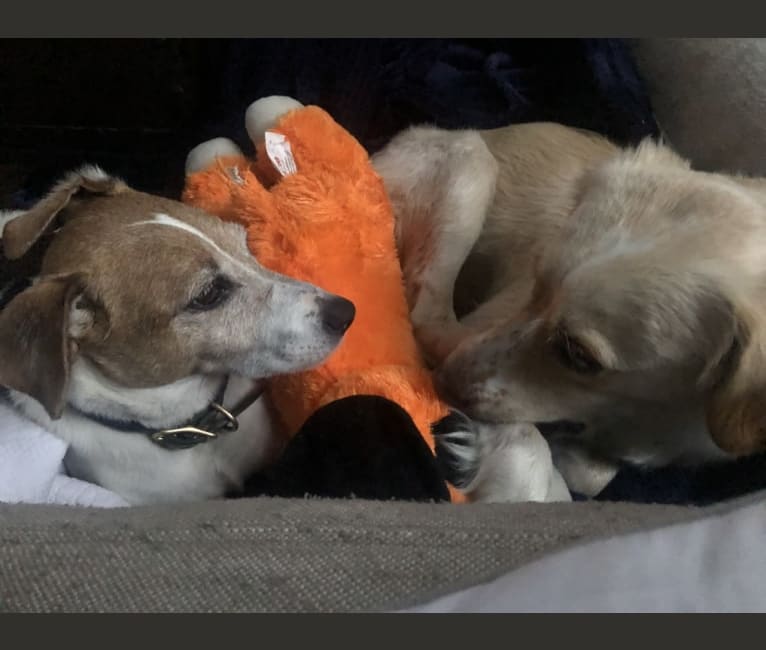 Murphy, a Chihuahua and Poodle (Small) mix tested with EmbarkVet.com