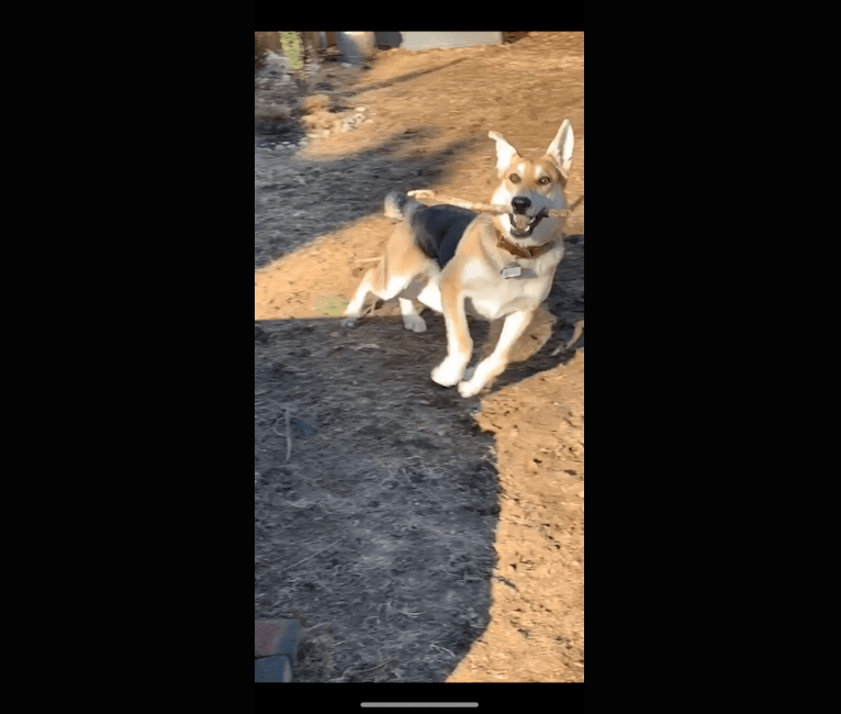 Fin, a German Shepherd Dog tested with EmbarkVet.com