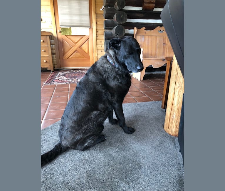 Duchess, a Chesapeake Bay Retriever and German Shepherd Dog mix tested with EmbarkVet.com