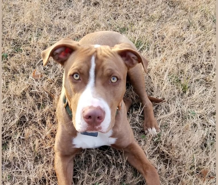 Photo of Cooper, an American Pit Bull Terrier and American Staffordshire Terrier mix in Rhome, Texas, USA