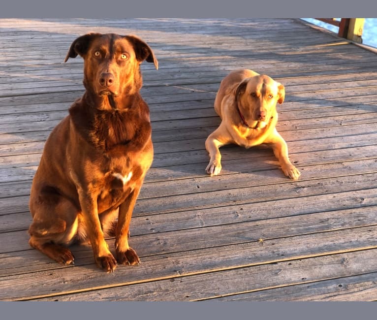 Rex, a Labrador Retriever and German Shepherd Dog mix tested with EmbarkVet.com
