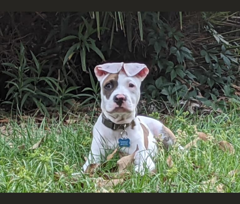 Photo of Skips, an American Pit Bull Terrier, American Bulldog, and American Staffordshire Terrier mix in Holly Hill, Florida, USA