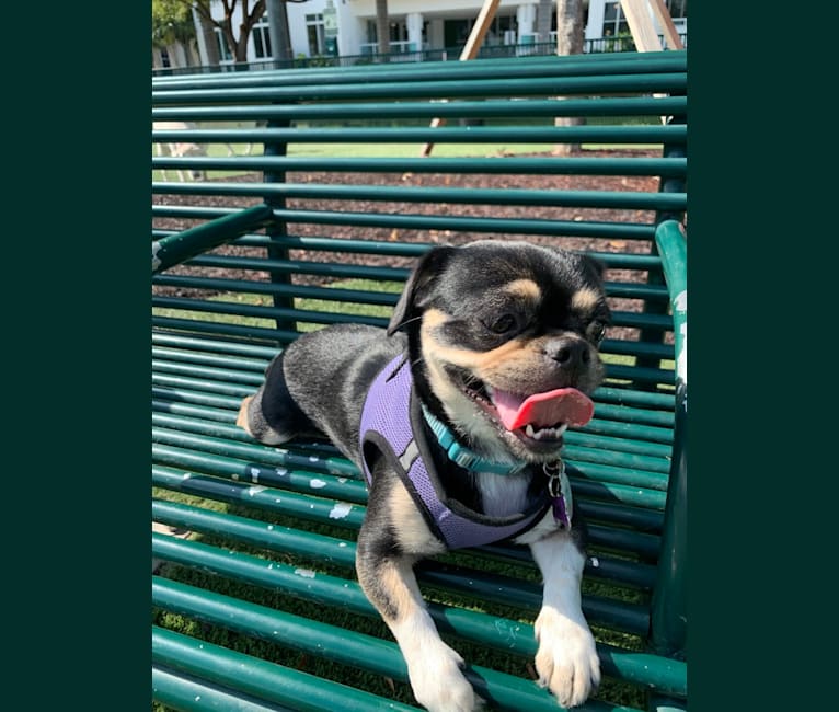 Photo of Chloe, a Pekingese  in Miami, Florida, USA