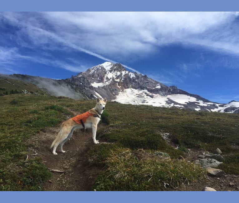 Roco, an Alaskan-type Husky tested with EmbarkVet.com