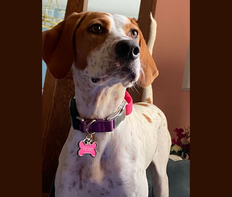 Texie, a Pointer and Llewellin Setter mix tested with EmbarkVet.com