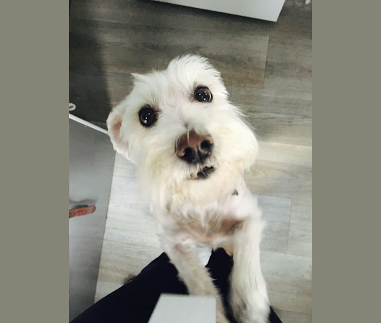 Mini schnauzer bichon mix outlet