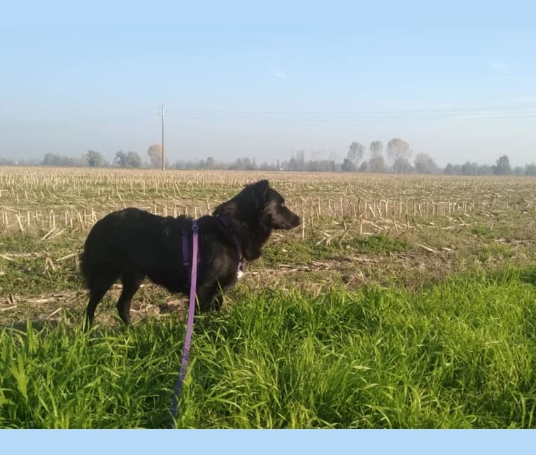 Rogue, a Border Collie and German Shepherd Dog mix tested with EmbarkVet.com