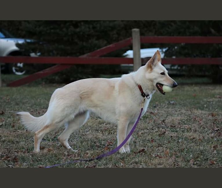 Blanca, a German Shepherd Dog tested with EmbarkVet.com