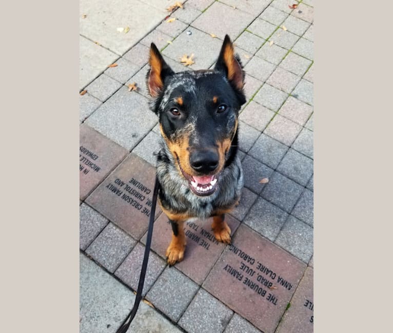 merle beauceron