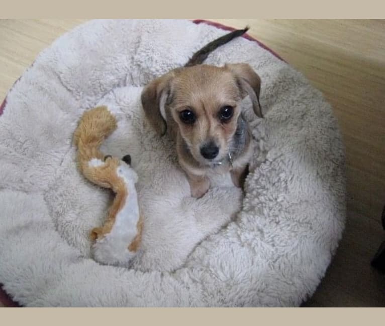 Penelope, a Dachshund and Chihuahua mix tested with EmbarkVet.com