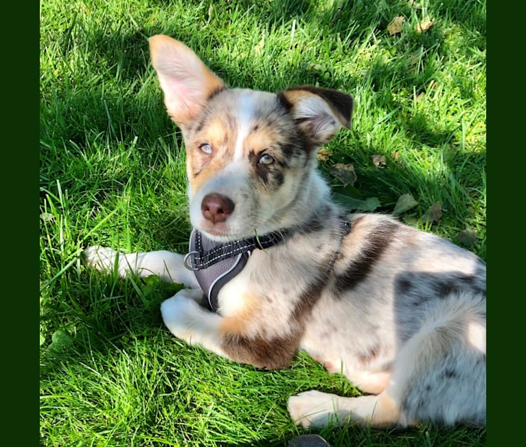 Zuula, an Australian Shepherd and Australian Cattle Dog mix tested with EmbarkVet.com