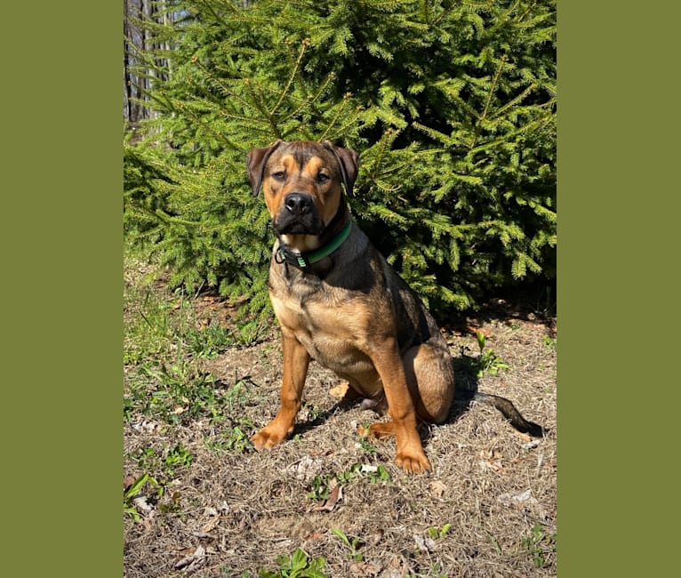 Lenny, a Rottweiler and American Pit Bull Terrier mix tested with EmbarkVet.com