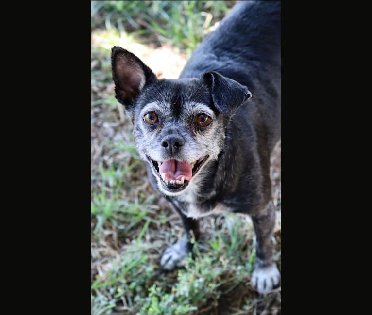 Serena Lorena, a Chihuahua and Pekingese mix tested with EmbarkVet.com