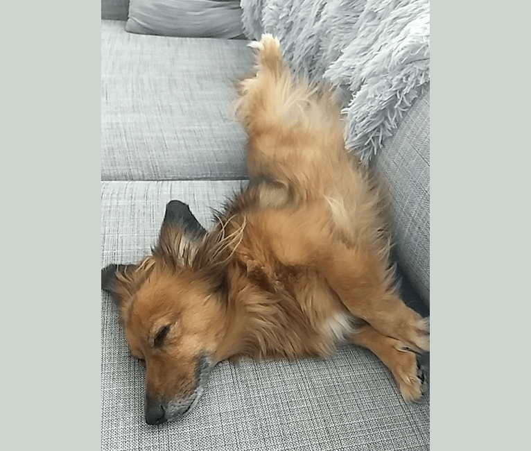 Embark Dog DNA Test Breed