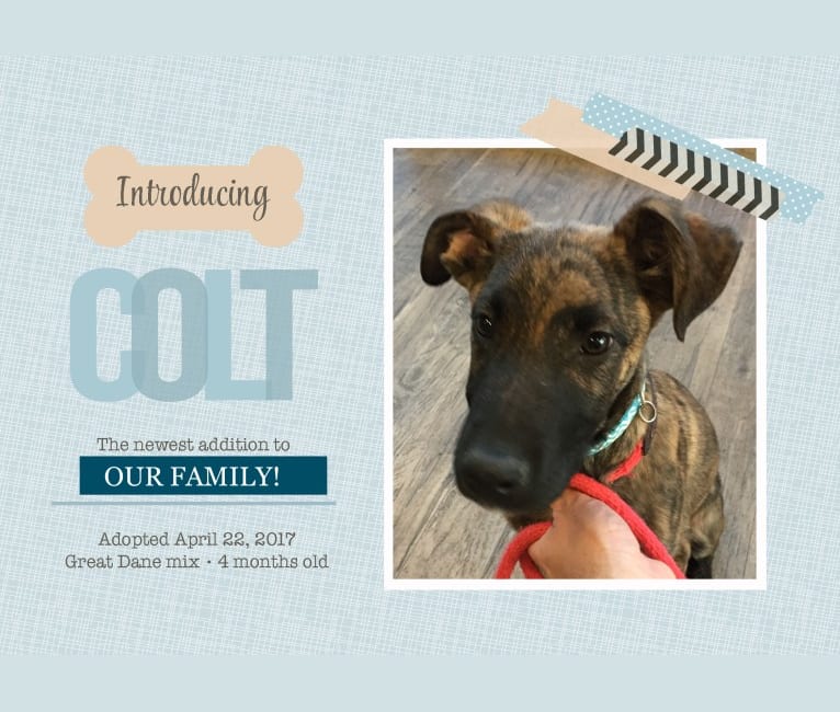Photo of Colt, a German Shepherd Dog and Great Dane mix in New Mexico, USA