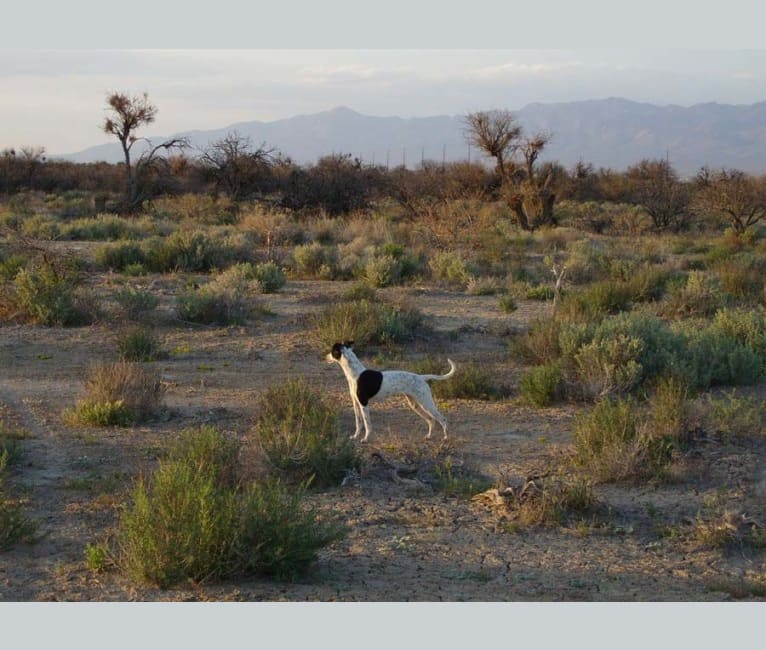 Bo, a Border Collie and Whippet mix tested with EmbarkVet.com