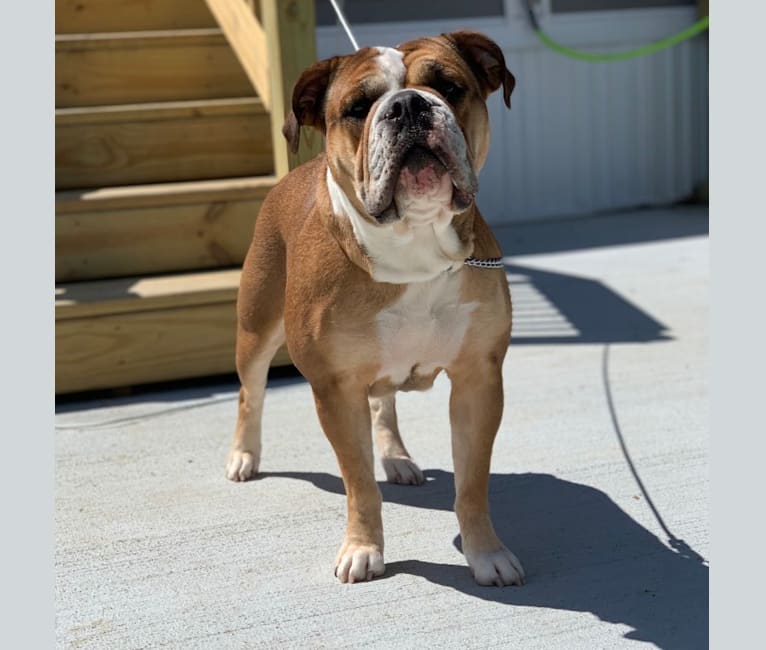 Sable olde english hot sale bulldogge