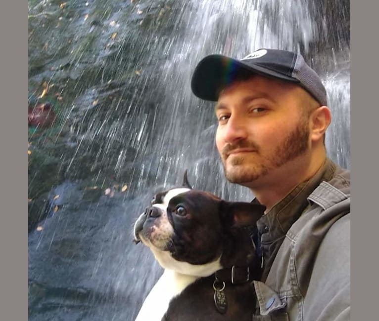 Leo, a Boston Terrier tested with EmbarkVet.com