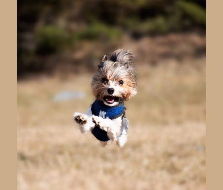 Kovu, a Biewer Terrier tested with EmbarkVet.com