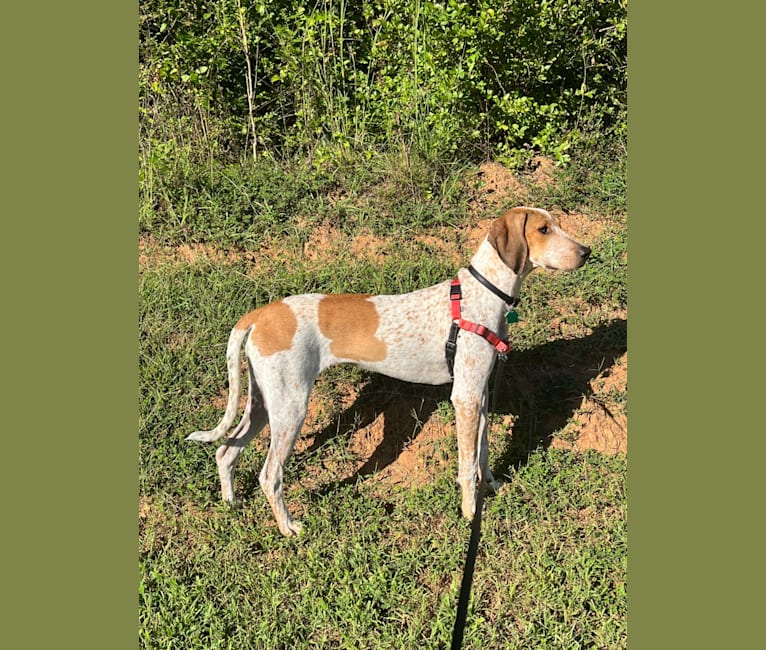 Scarlet, an American English Coonhound tested with EmbarkVet.com