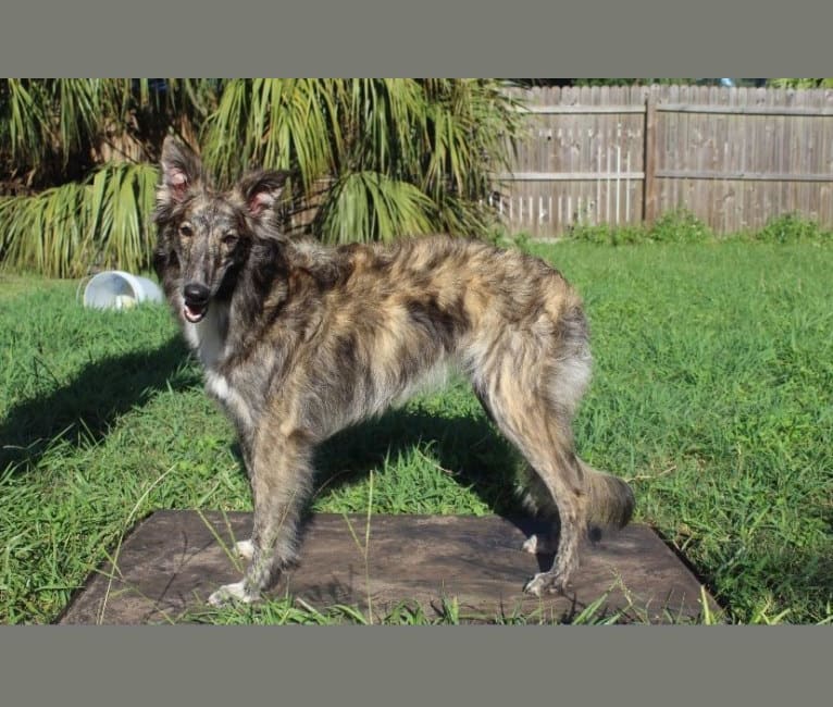 Charity, a Silken Windhound tested with EmbarkVet.com