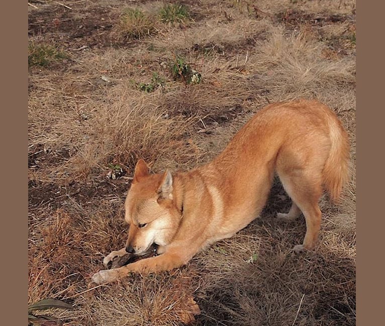 Photo of el, an East Asian Village Dog 