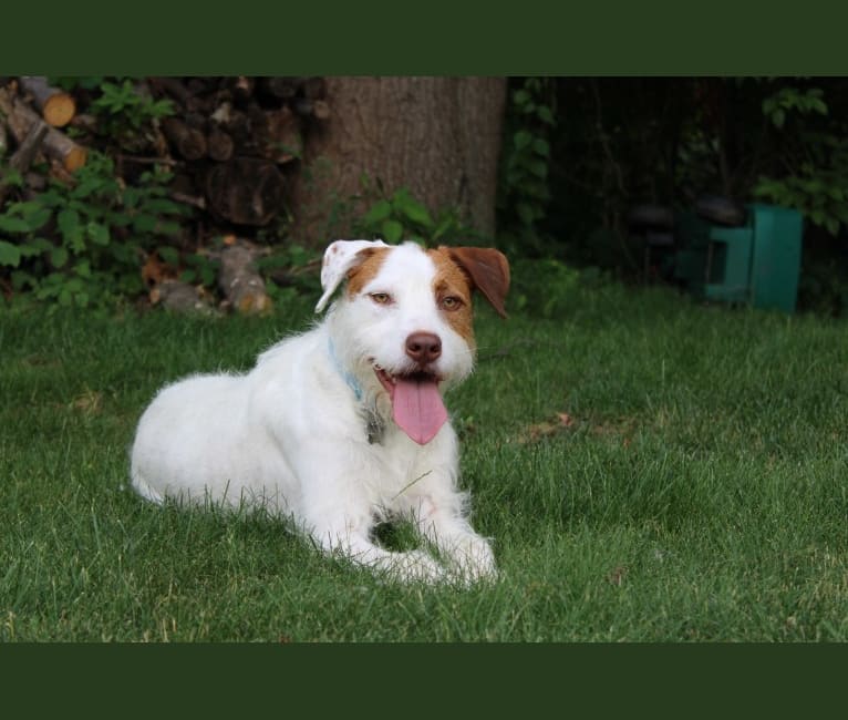 Calihan (Cali), an American Pit Bull Terrier and Miniature/MAS-type Australian Shepherd mix tested with EmbarkVet.com
