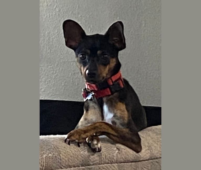 Photo of Maverick, a Chihuahua, Pomeranian, Dachshund, and Miniature/MAS-type Australian Shepherd mix in Austin Pets Alive!, West Cesar Chavez Street, Austin, TX, USA
