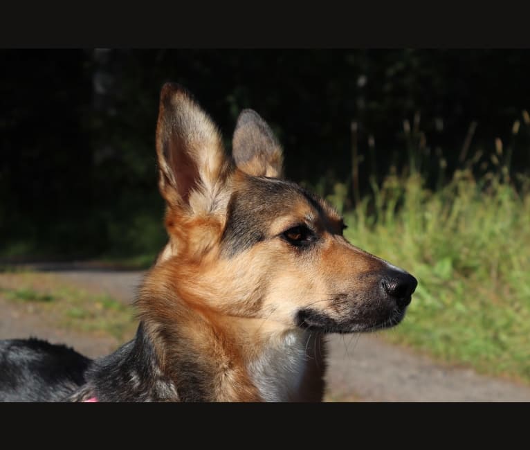 Poju, a Central Asian Village Dog tested with EmbarkVet.com