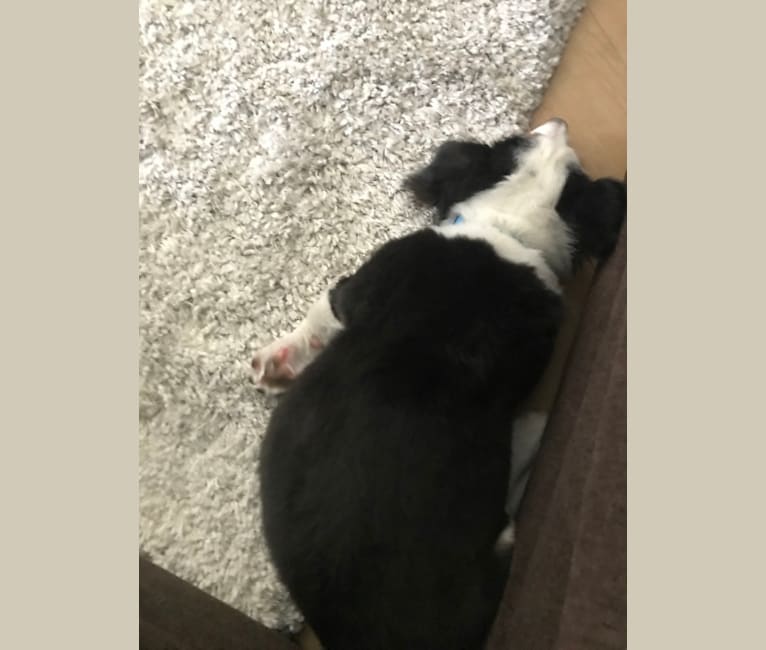 Bentley, a Chihuahua and Australian Cattle Dog mix tested with EmbarkVet.com