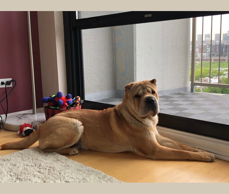Norman, a Chinese Shar-Pei tested with EmbarkVet.com