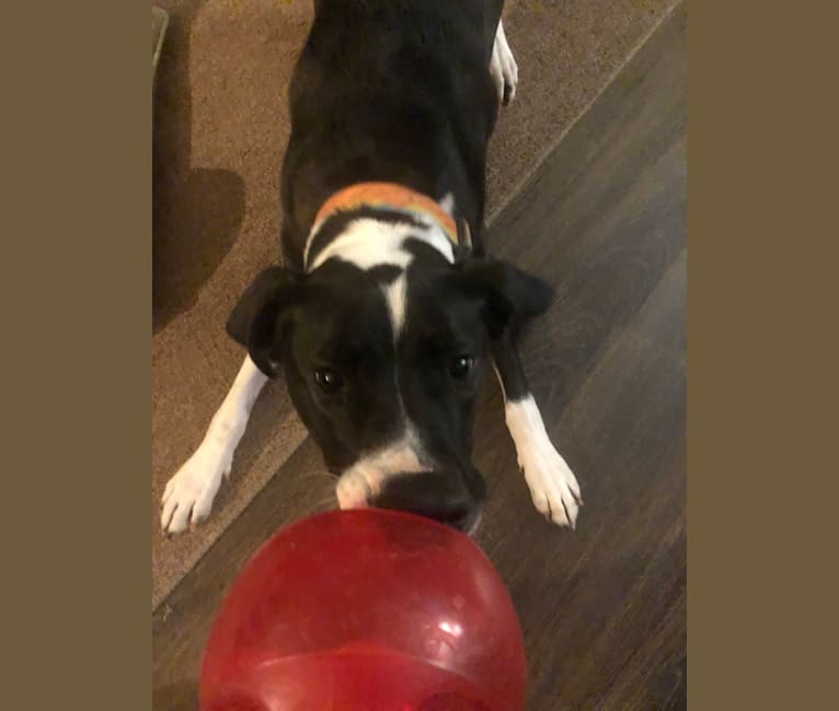 Dutch, an American Pit Bull Terrier and Australian Shepherd mix tested with EmbarkVet.com