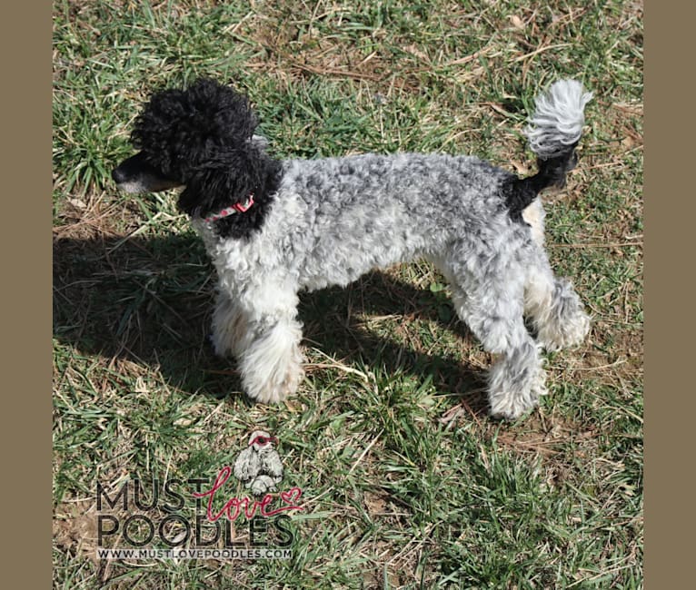 Prada, a Poodle tested with EmbarkVet.com